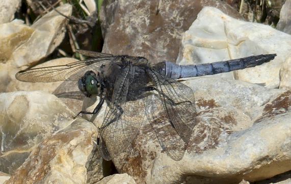 Black-tailed Skimmer dragonfly
