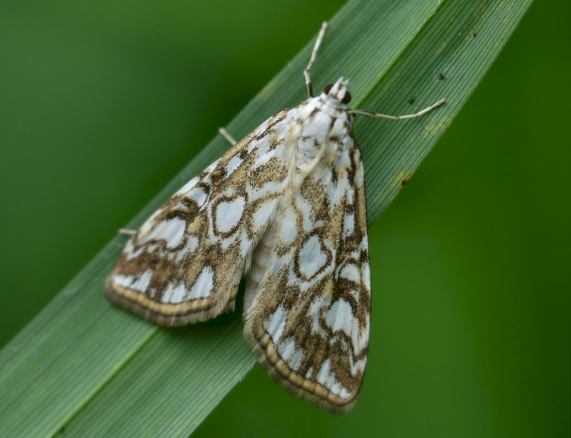 Brown China-mark moth Elophila nymphaeata