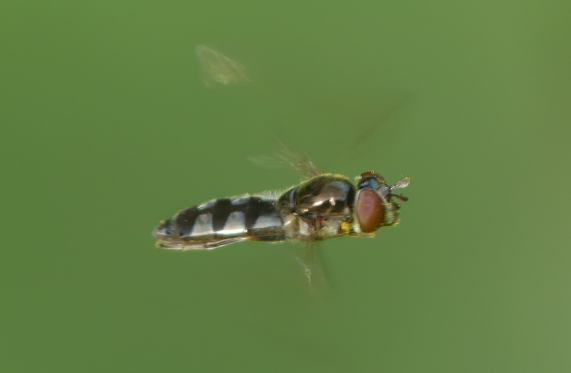 Hoverfly - Platycheirus abimanus