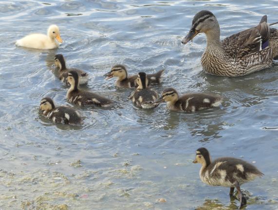 Mallard with eight ducklings