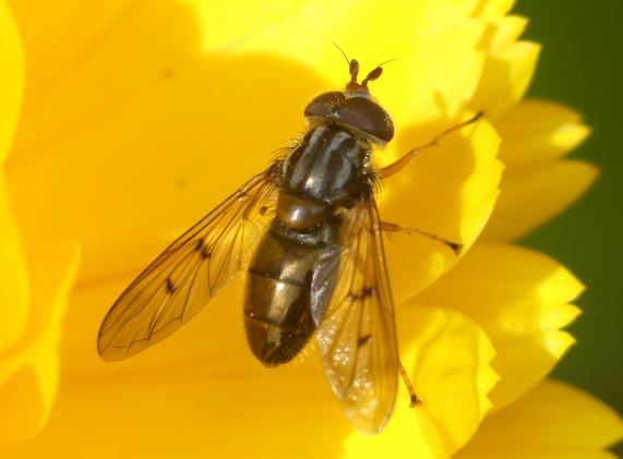 Hoverfly - Ferdinandea cuprea