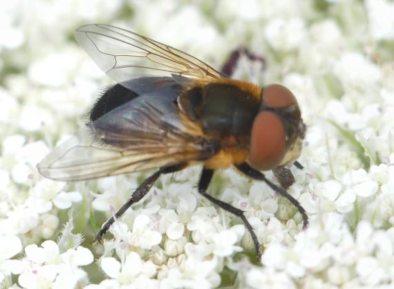 Phasia hemiptera - Tachinid fly