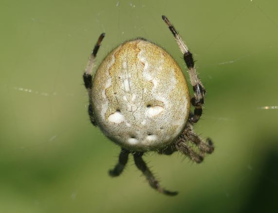 Four-spotted Orbweb spider