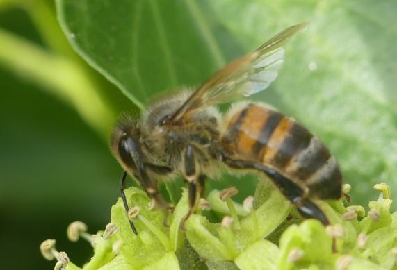 Honey
                  Bee - Apis mellifera