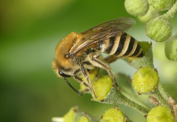 Ivy Bee -
                  Colletes hederae