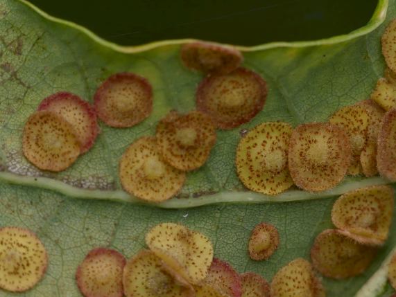 Spangle Galls on Oak Leaf