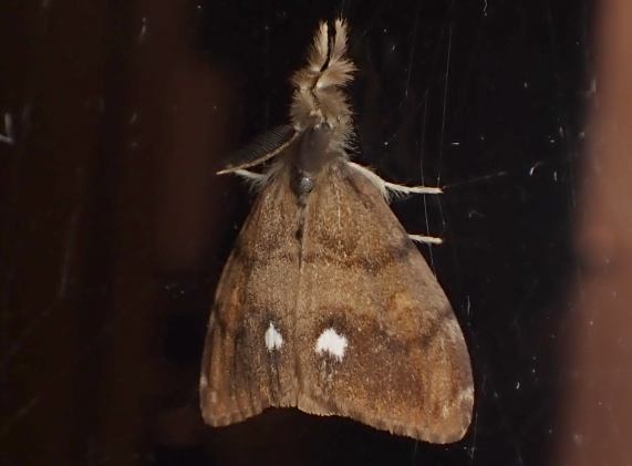 Vapourer Moth - male - Orgyia antiqua
