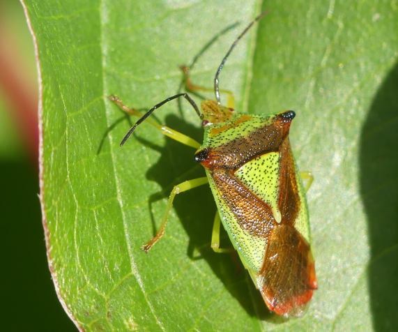 Birch shieldbug - Elasmostethus interstinctus