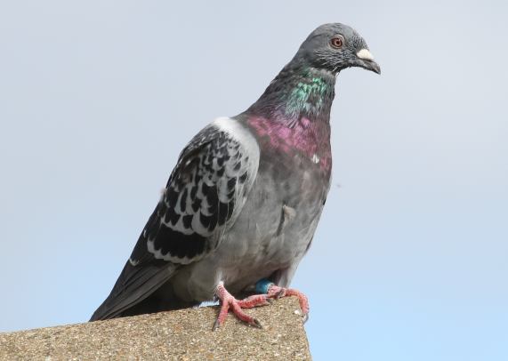 Feral
                  pigeon