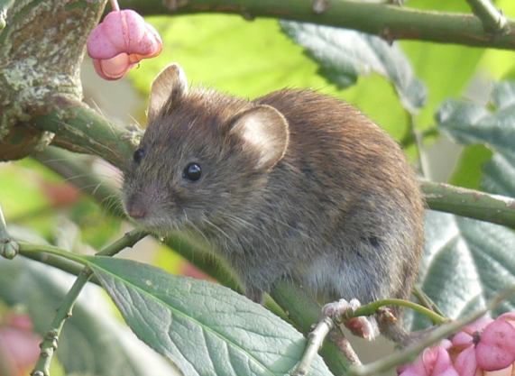Wood
                  Mouse