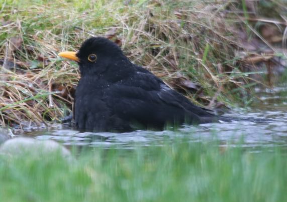 Blackbird bathing