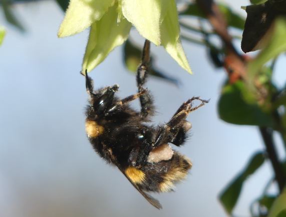 Buff-tailed Bumble-bee Queen