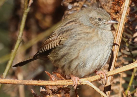 Dunnock
                  (Hedge Sparrow)