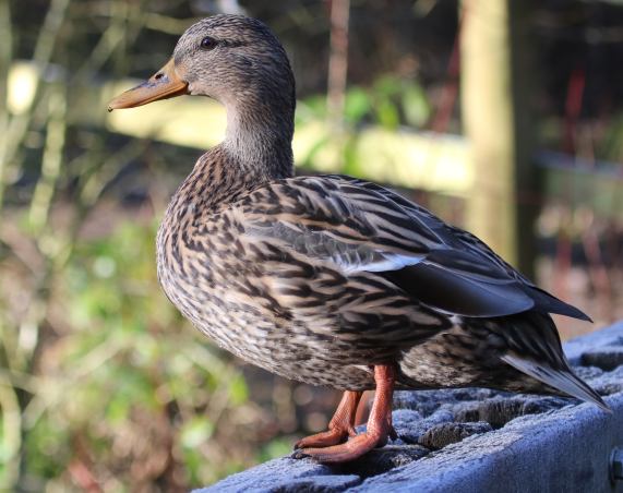 Mallard
                  duck