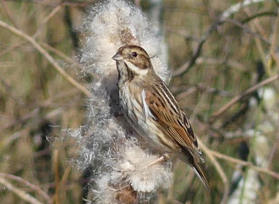 Reed
                  Bunting