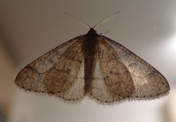 Winter
                  Moth