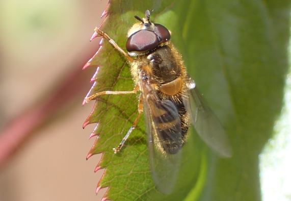Hoverfly
                  - Epistrophe eligans male