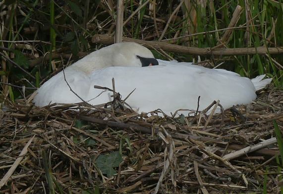 Mute
                  Swan