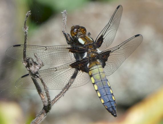 Broad-bodied Chaser dragonfly