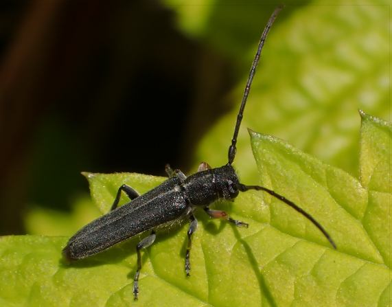 Umbellifer Longhorn Beetle - Phytoecia
                  cylindrica