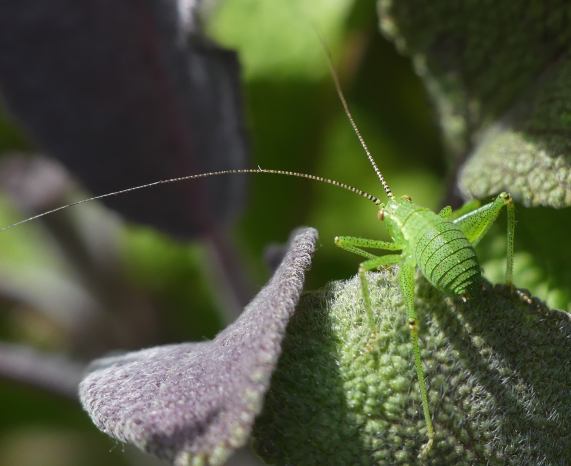 Speckled Bush-cricket nymph