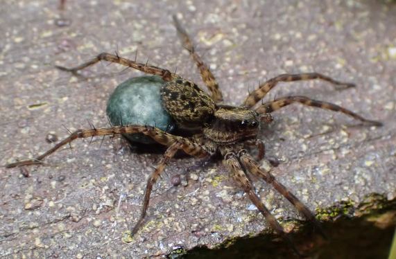 Wolf
                  Spider with egg sac