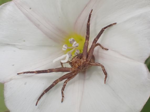 Crab Spider (Xysticus sp.)