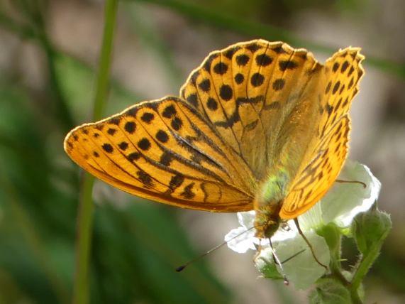 Silver-washed Fritillary butterfly