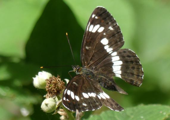 White Admiral butterfly