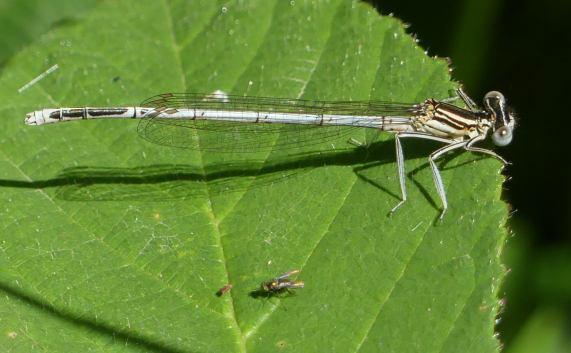 White-legged Damselfly and small fly