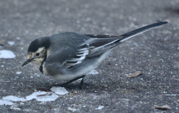 Pied
                  Wagtail
