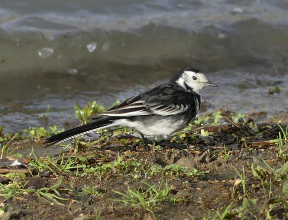 Pied
                  Wagtail