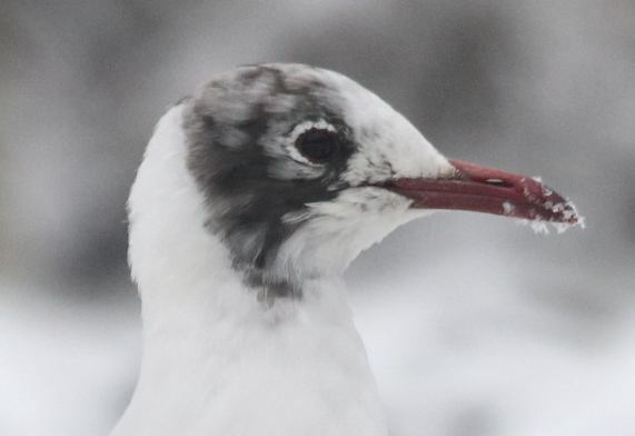 Black-headed Gull Close-up