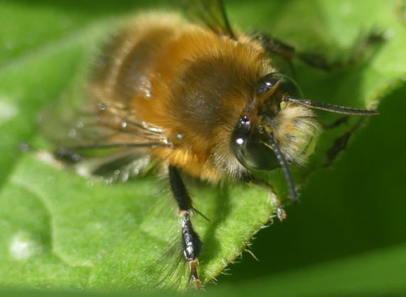 Hairy-footed Flower Bee - Anthophora plumipes -
                  male