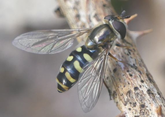 Hoverfly
                  - Eupeodes luniger - Female