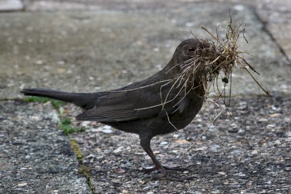 Blackbird with nesting material