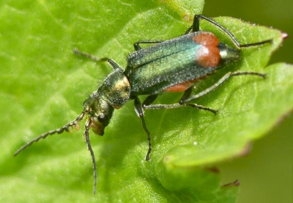 Common Malachite beetle