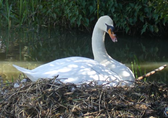 Mute Swan
                  at nest