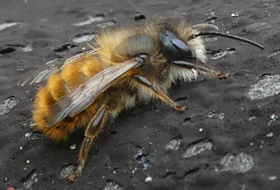 Tawny Mining bee - Andrena fulva