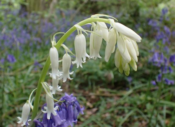 White Bluebell flowers