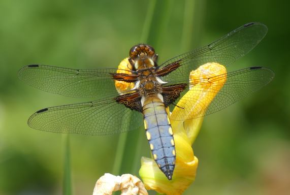 Broad-bodied Chaser dragonfly