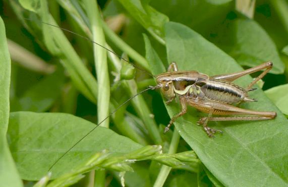 Roesel's Bush-cricket - male