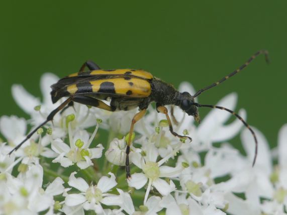 Beetle - Rutpela maculata