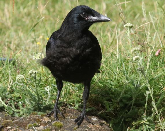 Young Rook