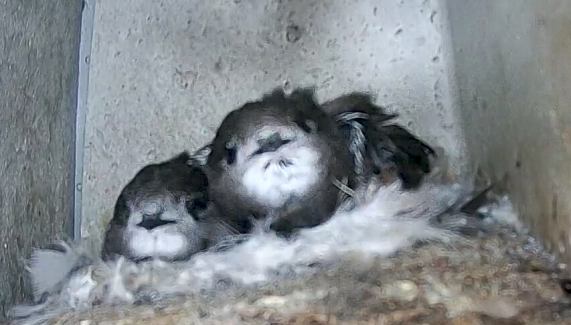 Swifts - nestlings