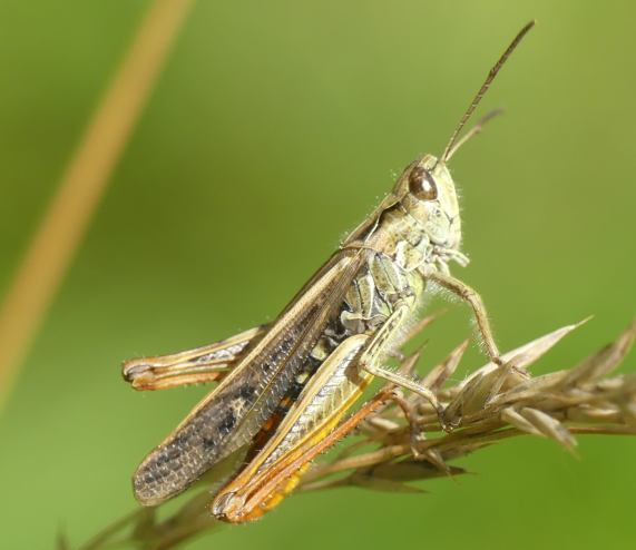 Field Grasshopper