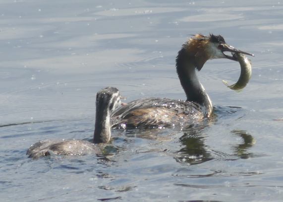 Great Crested Grebe with fish feeding chick