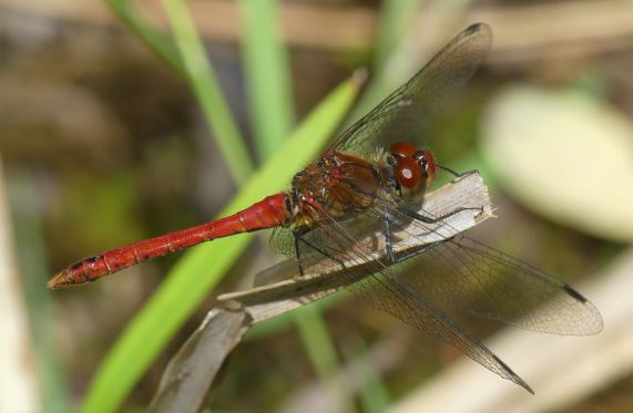 Ruddy Darter dragonfly