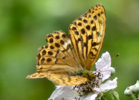 Silver-washed Fritillary butterfly