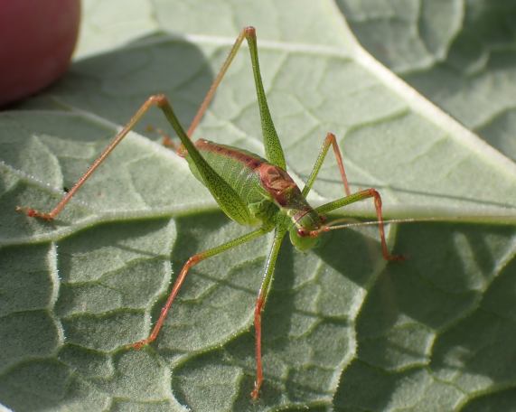 Speckled Bush-cricket - male